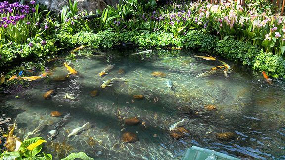 Feng Shui and Koi Fish